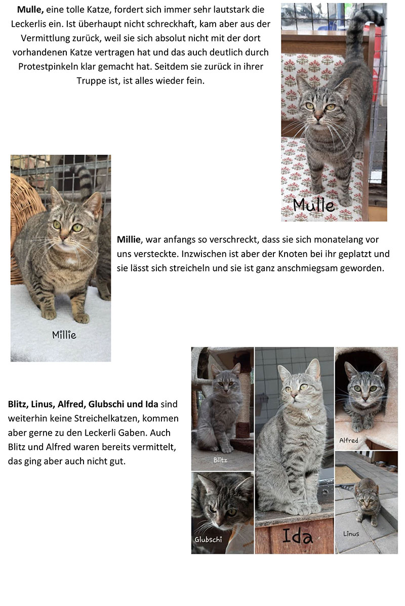 Gnadenhof Katzen 5